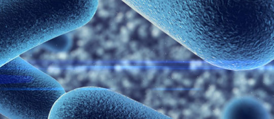 Perdre du poids grâce aux probiotics naturels