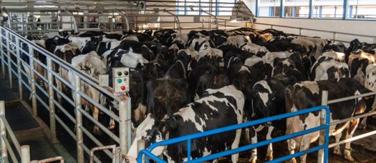 Alimentation animale