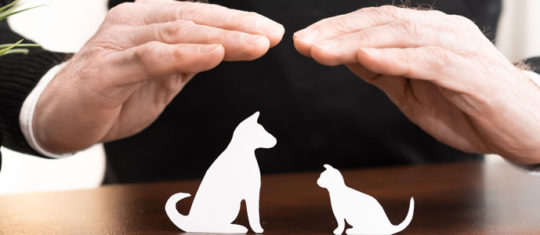 Assurance chiens