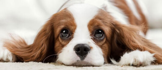 Chiot