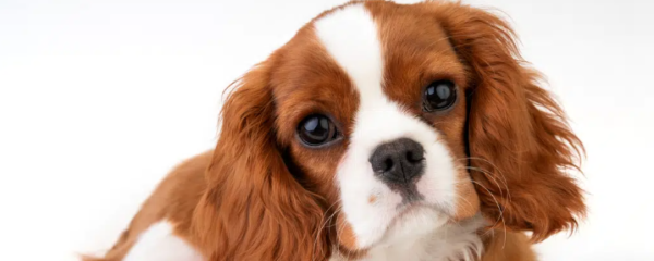 cavalier King Charles