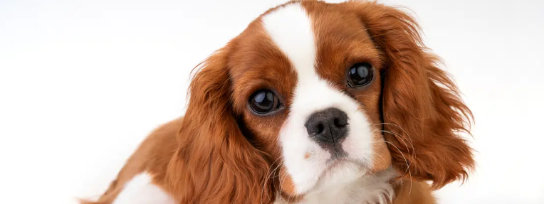 cavalier King Charles