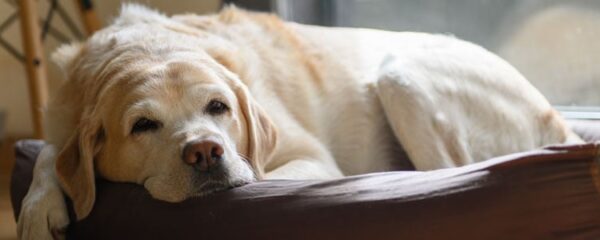 calmant pour chien